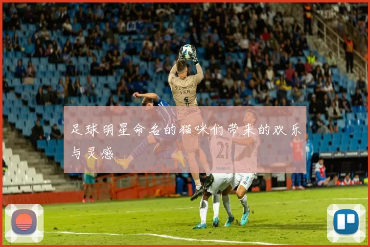 足球明星命名的猫咪们带来的欢乐与灵感